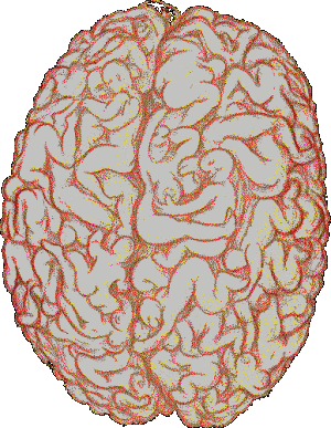 mon cerveau