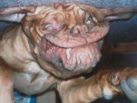 kel bo chien